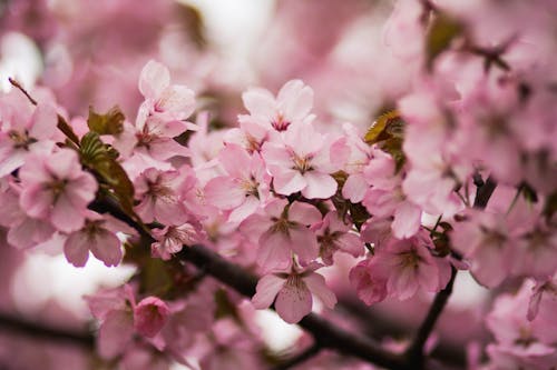 Bunga Sakura Merah Muda