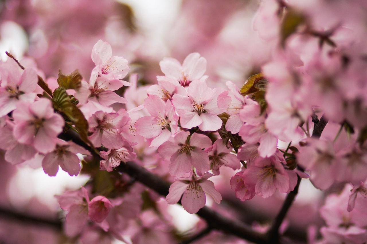 close up of pink cherry blossoms blooming in spring capturing their de