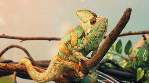 Δωρεάν στοκ φωτογραφιών με iguana, άγρια φύση, άγριο ζώο