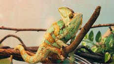 Green and Brown Chameleon on Brown Tree Branch