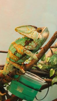 chameleon photo