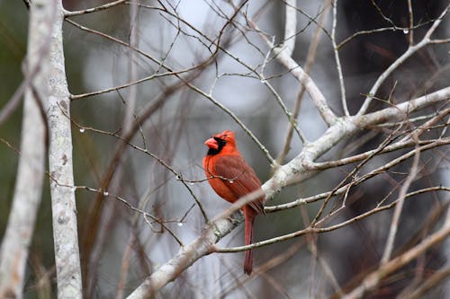 Close-Up Shot of a Red Cardinal Perched on a Tree Branch