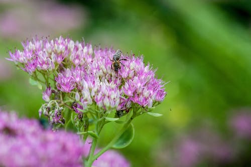 Gratis lagerfoto af bestøvning, bi, blomst