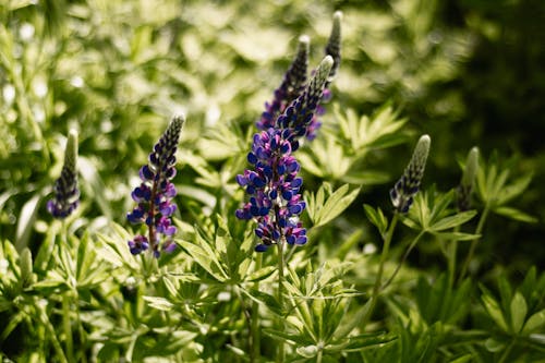 Purple Lupine Flowers and Plants