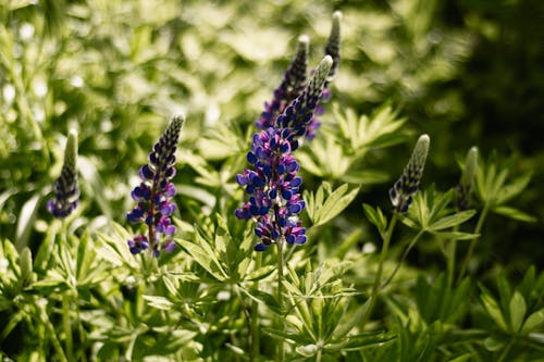 Fotobanka s bezplatnými fotkami na tému botanický, hĺbka ostrosti, krásny