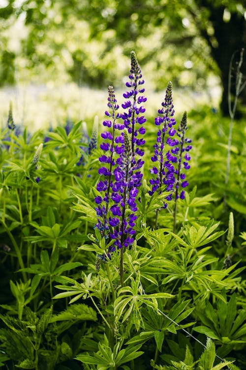 Close-up Photo of Lupine Flowers 