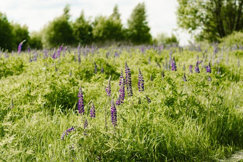 Purple Flowers on the Field Near Tress