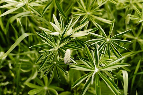 Close-Up Photo of a Lupine Bud Near Green Leaves