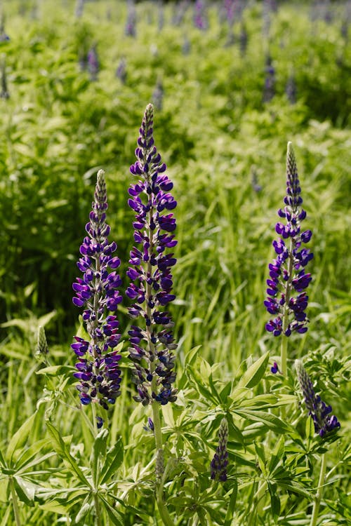 Close-Up Photo of Purple Lupine Flowers