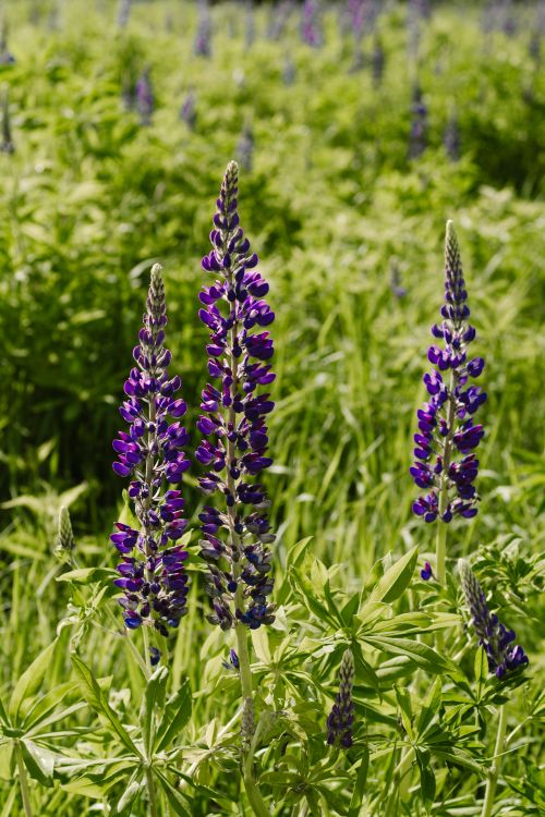 Free Tall lupine flowers in bloom with vivid purple hues against lush green foliage in a sunny field. Stock Photo