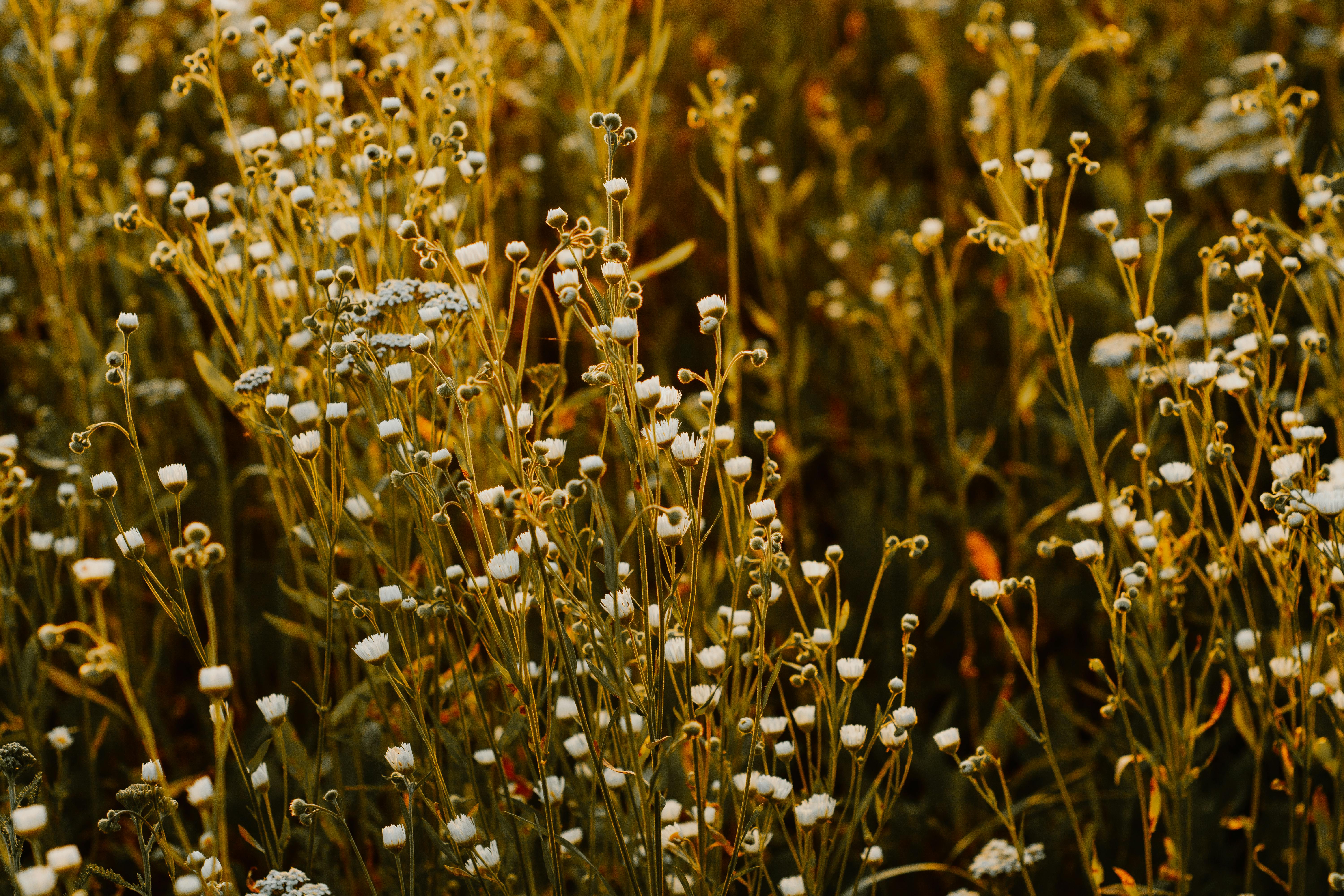 A serene field of wildflowers illuminated by warm golden hour light, creating a tranquil natural scene.