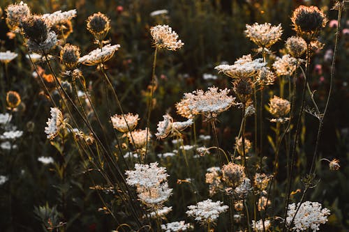 White Flowers in Tilt Shift Lens