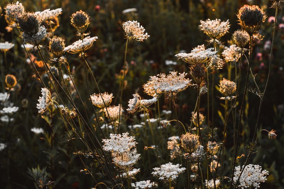 A field of wildflowers glowing in warm evening light