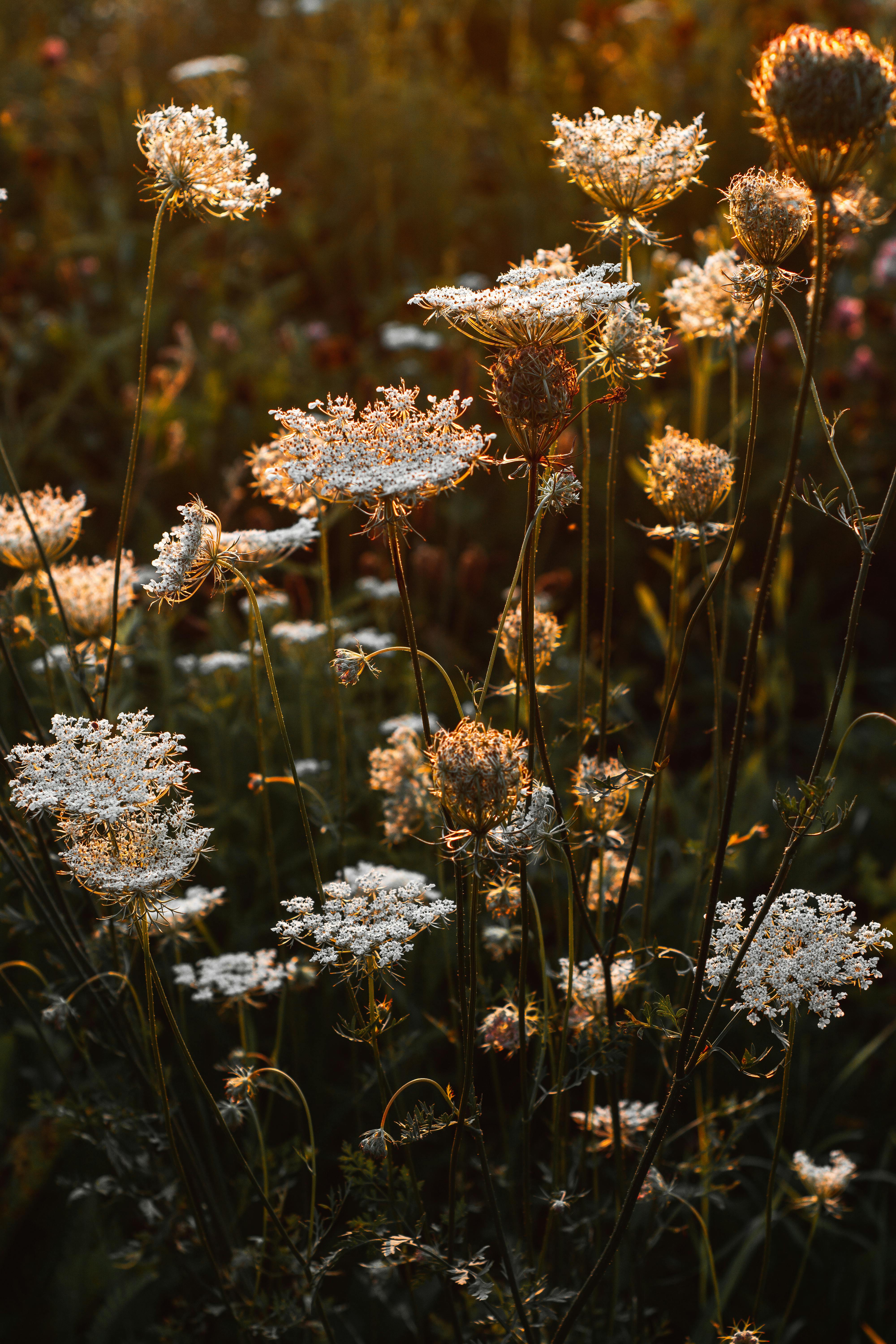 Delicate wildflowers bask in warm sunset light, creating a vivid natural scene.
