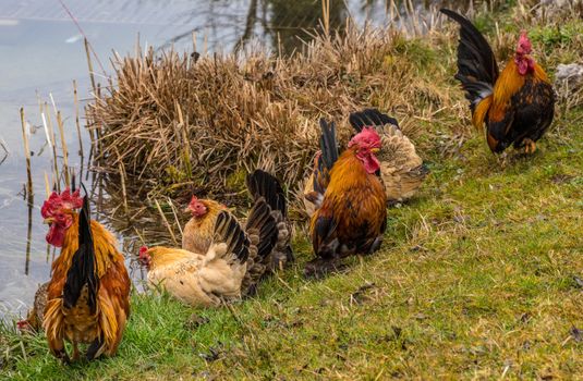 Cocks with bright plumage sitting on meadow with chickens against pure water on farmland in daytime