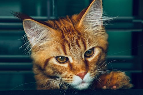 бесплатная Бесплатное стоковое фото с домашнее животное, кошачьи, кошка Стоковое фото