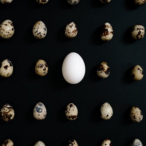Foto profissional grátis de fechar-se, ovo, ovos de codorna