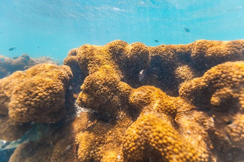 Brown Coral Reefs in the Water