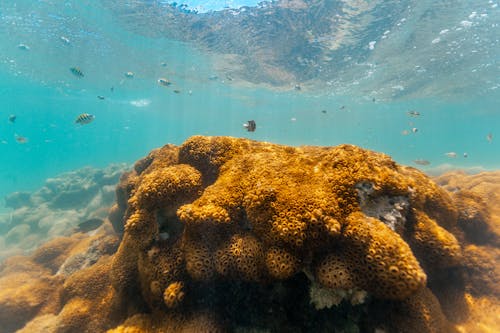 Photograph of Fish and a Coral Underwater