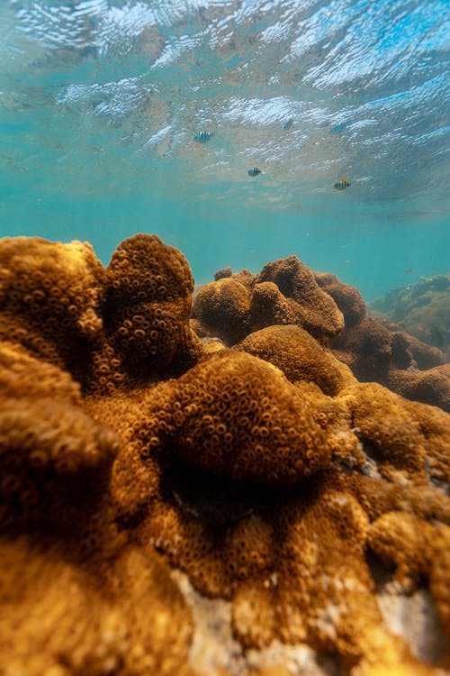 grátis Foto profissional grátis de água, corais, embaixo da água Foto profissional