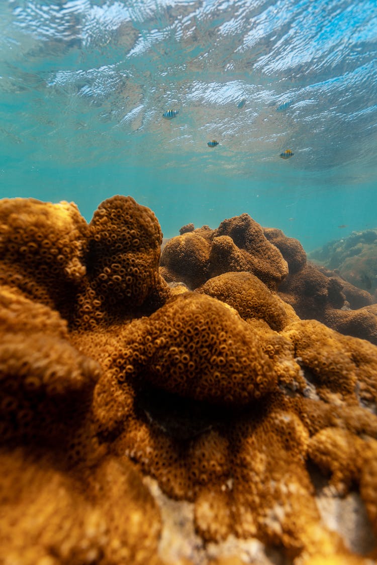 Fishes Swimming Near Brown Coral Reefs 
