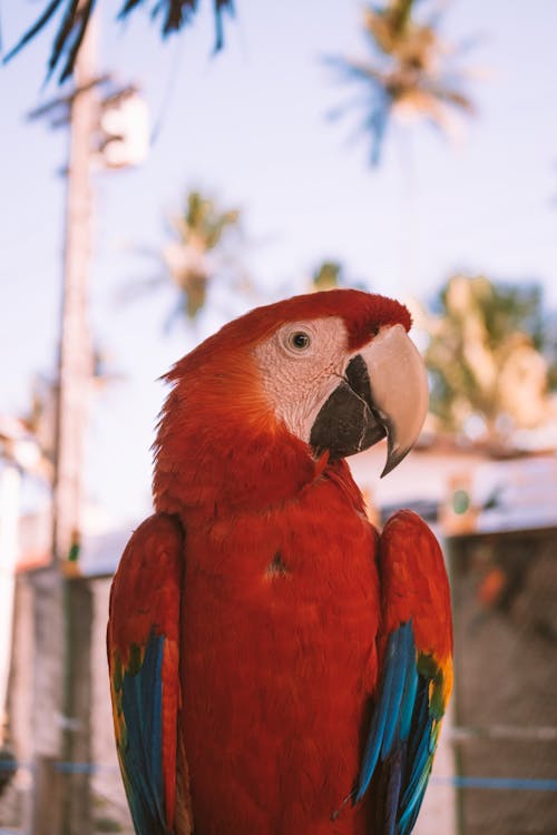 オウム, くちばし, コンゴウインコの無料の写真素材