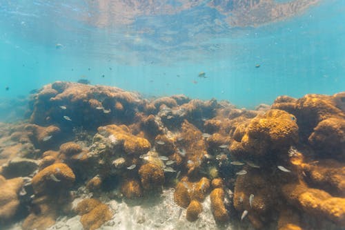 Corals and Fishes Underwater 