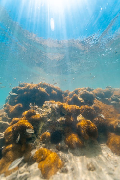 Gratis Immagine gratuita di acqua, acquatico, barriera corallina Foto a disposizione