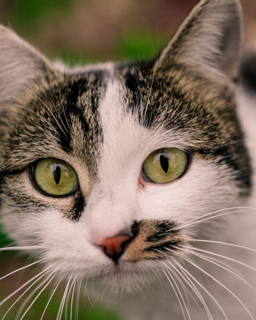 Free Adorable close-up of a domestic cat with striking green eyes and detailed fur texture, outdoor setting. Stock Photo