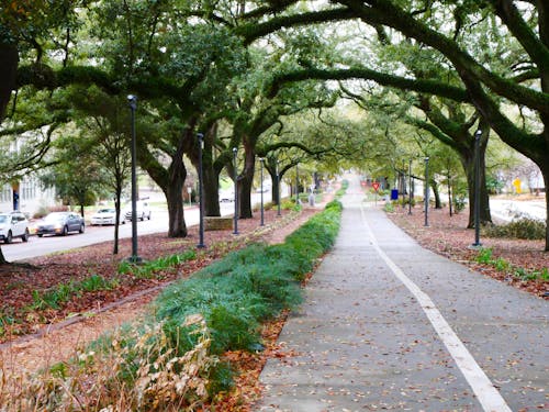 Free stock photo of bike lane, bike path, green trees