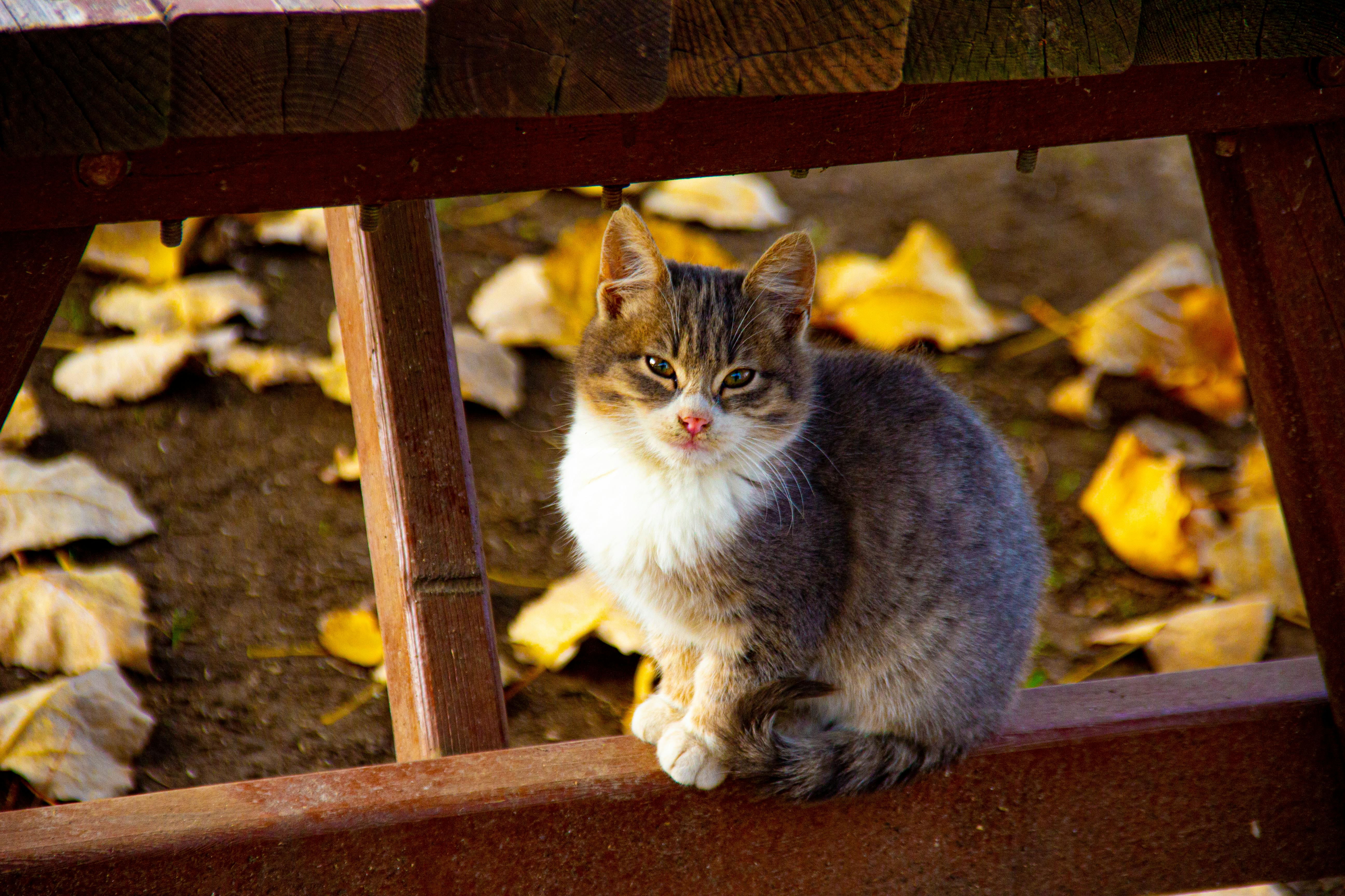 Základová fotografie zdarma na téma chlupatý, domácí mazlíček, domácí zvíře