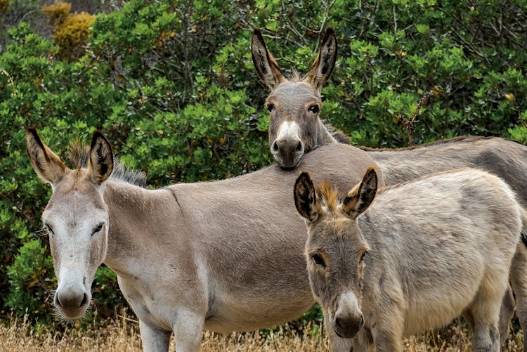 Brown And White Donkeys