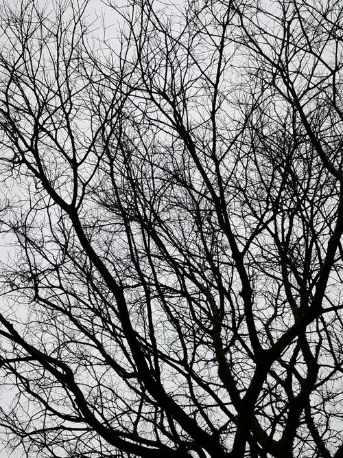 Free Artistic silhouette of a bare tree with branches against a gloomy gray sky. Stock Photo