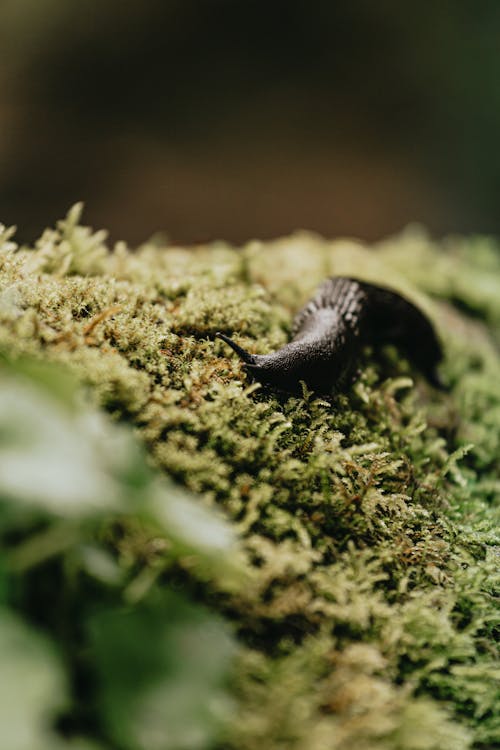 Free Black Slug on Green Moss Stock Photo
