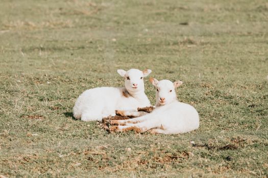 Two adorable lambs resting on a grassy farm, capturing the essence of rural tranquility.
