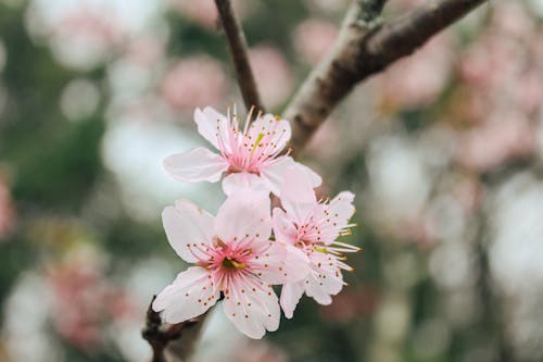 Безкоштовне стокове фото на тему «вишневий цвіт, впритул, завод» стокове фото