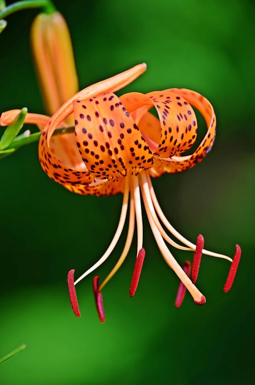 Macro Shot of a Tiger Lily Flower