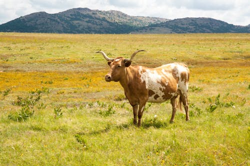 Photo of a Brown and White Cow with Long Horns