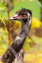 Close-Up Photo of a Black Emu with a Long Neck