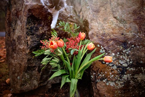 Free Photograph of Tulips on a Rock Stock Photo