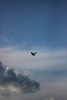 Silhouette of a lone bird soaring in a cloudy sky, capturing freedom.