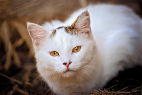 Free Close-Up Photo of a White Cat Looking at the Camera Stock Photo