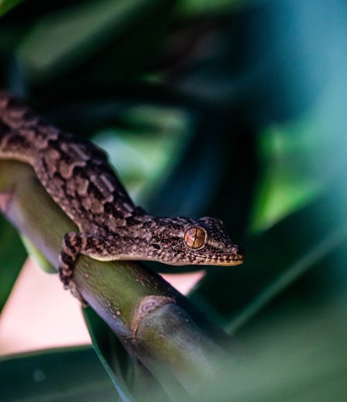 Brown and Black Lizard on Green Leaf