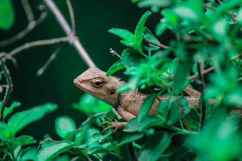 Brown and Black Lizard on Green Plant