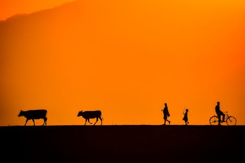 Silhouette of People and Animals during Sunset