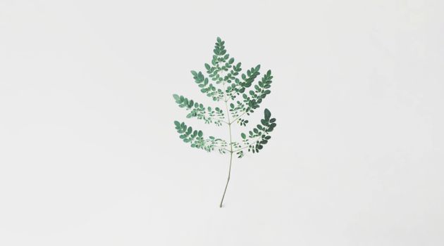 A minimalist photograph featuring a single Moringa leaf against a white background, highlighting simplicity and elegance.