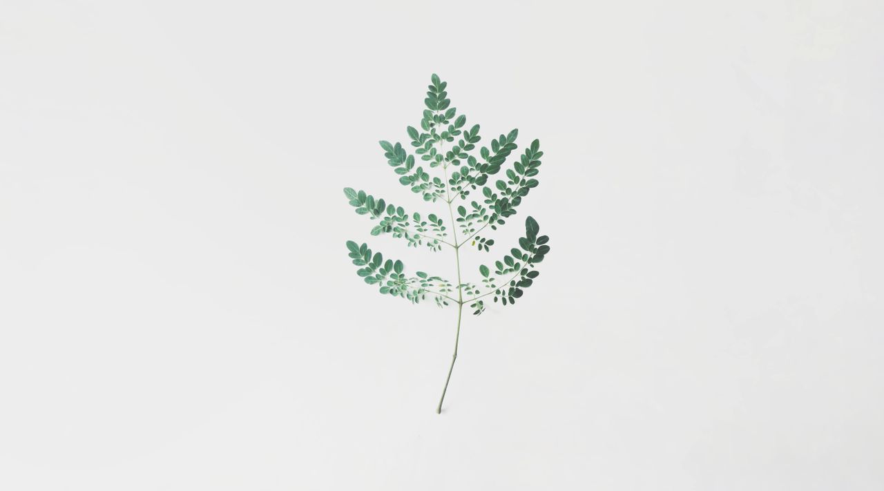 a minimalist photograph featuring a single moringa leaf against a whit