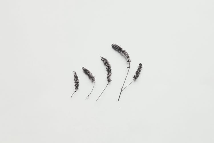 Grass Flowers On The White Background