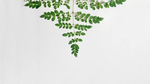 Foto profissional grátis de flatlay, folhas, fundo branco