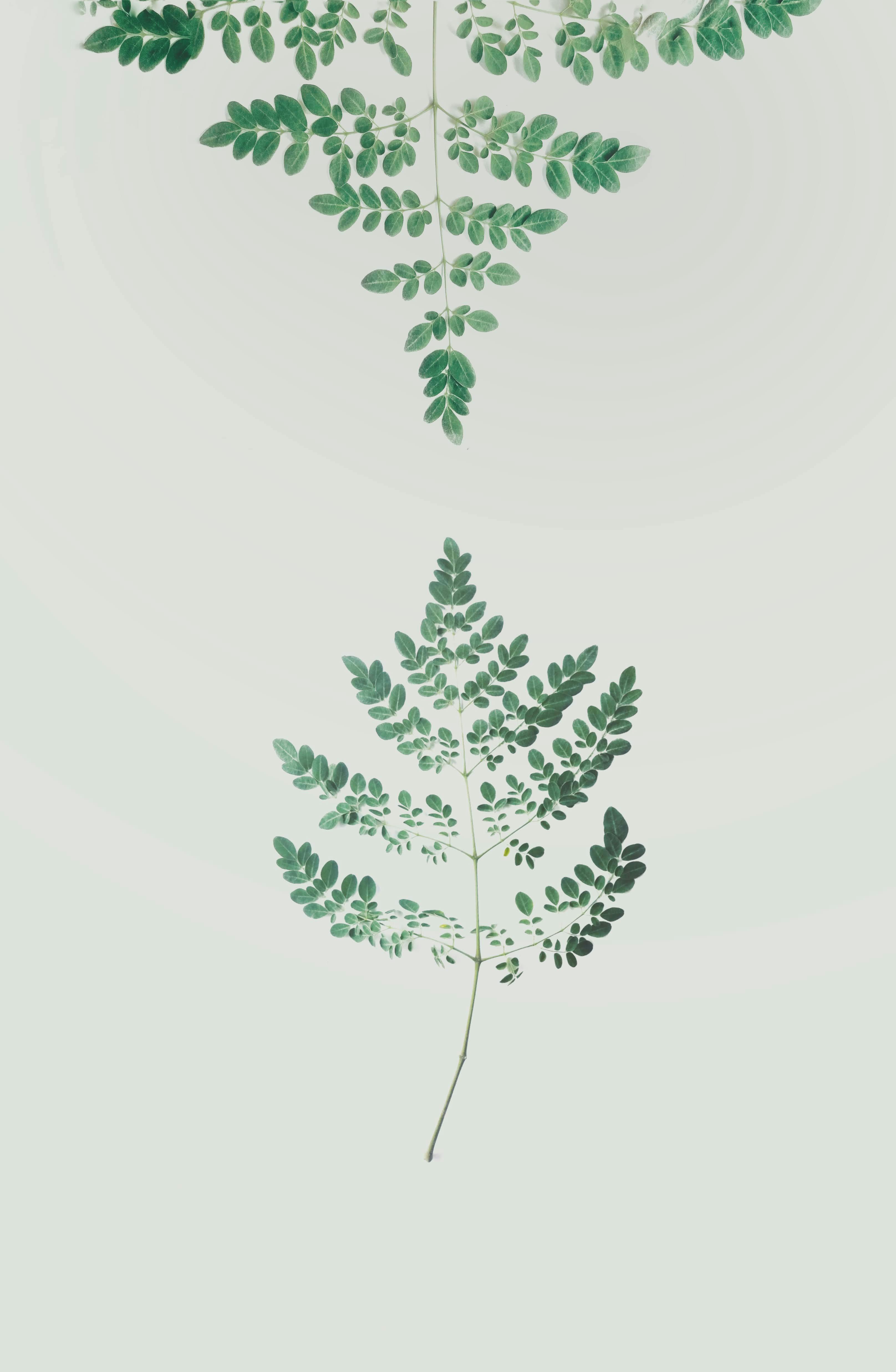 Artistic arrangement of fern leaves on a plain white background, showcasing nature's simplicity.